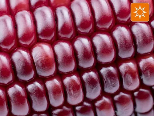 Línea Energía FuXion